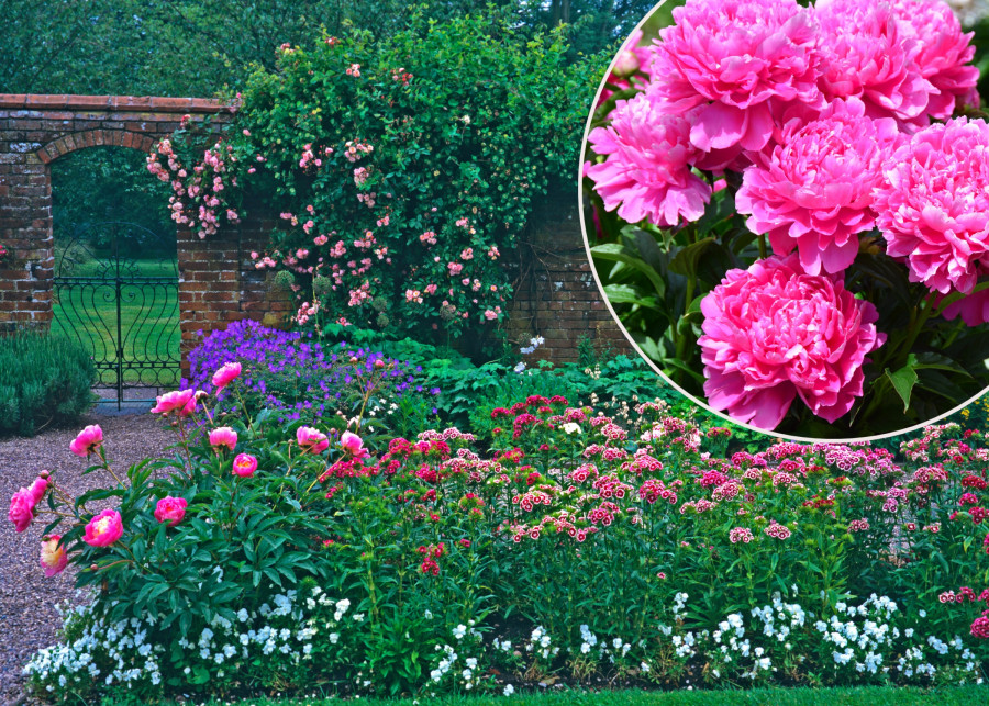12 pomysłów na ogród z piwoniami fot. Garden Guru, alexphoto1293  AdobeStock