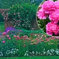 Ogród z piwoniami | 12 inspirujących pomysłów pomysłów na aranżacje