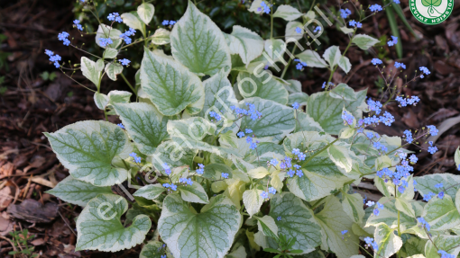 Brunnera wielkolistna 'Variegata' 