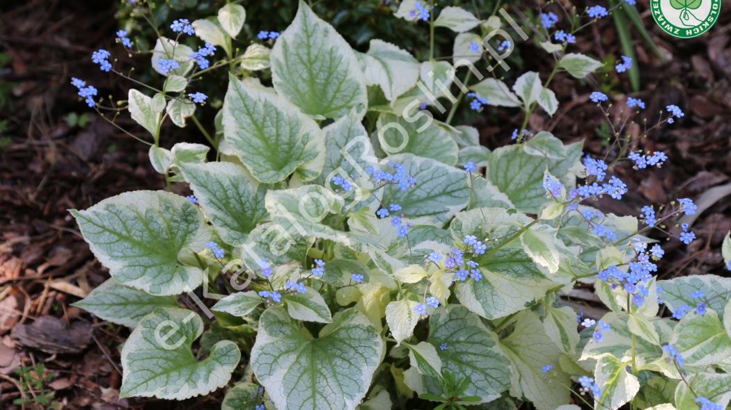 brunnera wielkolistna Brunnera macrophylla Variegata Fot. Grzegorz Falkowski ZSzP