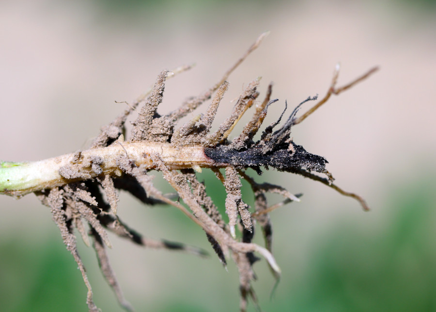 Choroby roślin doniczkowych zgnilizna korzeni i podstawy pędu