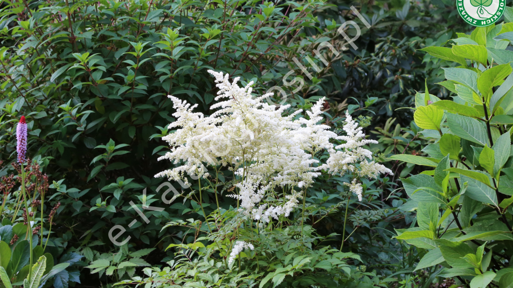 tawułka Astilbe Deutschland Fot. Grzegorz Falkowski ZSzP