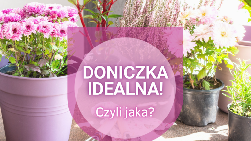 Jak dobrać doniczkę do rośliny? Poznaj typy i rodzaje doniczek – wady i zalety