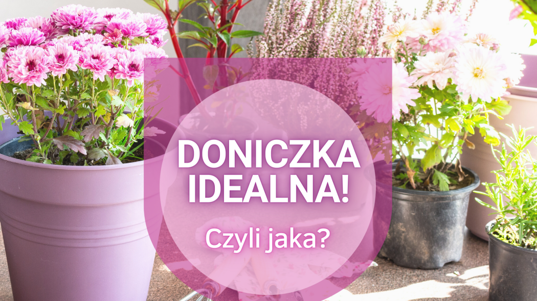 Typy doniczek  Doniczka idealna czyli jaka