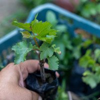 Jak można rozmnażaniać winogrona? 4 sposoby
