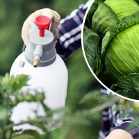 Środki ochrony roślin z soku z kapusty | Izotiocyjany i indole
