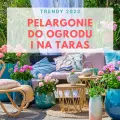 Pelargonie od wiosny do jesieni | Najmodniejsze kompozycje – kwiatowe trendy na 2023 rok