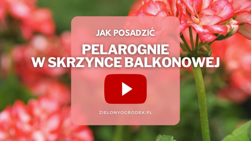 FILM: Pelargonia w skrzynce balkonowej