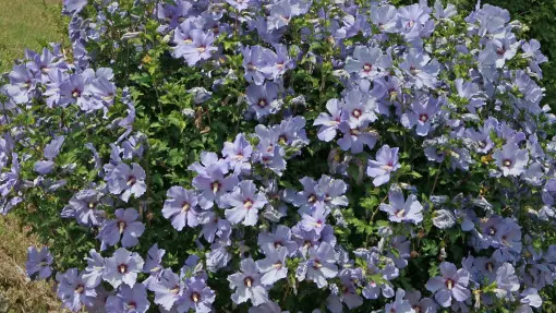 Ketmia syryjska / Hibiskus ogrodowy