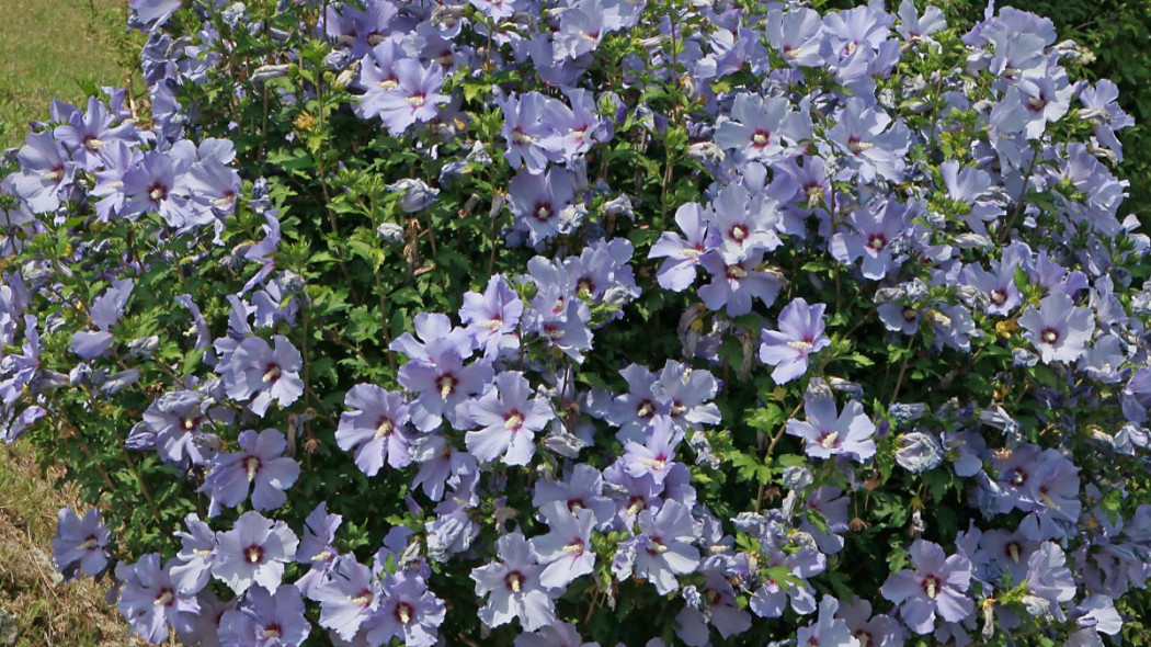 Ketmia syryjska Hibiscus syriacus hibiskus