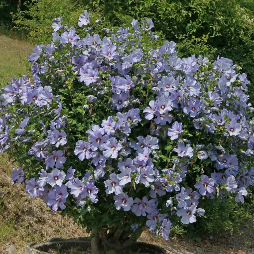Ketmia syryjska / Hibiskus ogrodowy