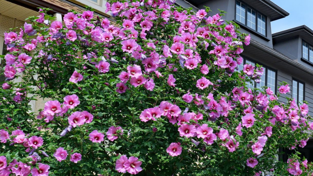 Ketmia syryjska Hibiscus syriacus hibiskus