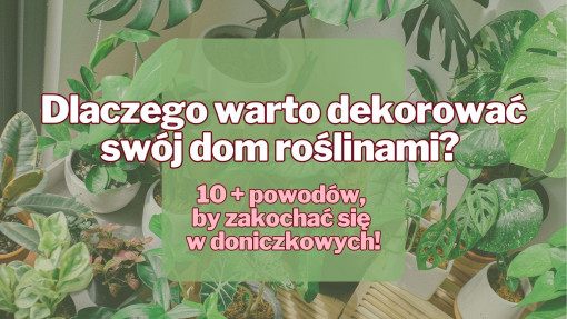 10 + powodów, dla których warto dekorować swój dom roślinami!