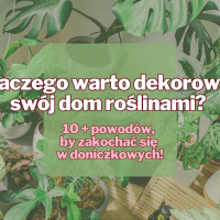 10 + powodów, dla których warto dekorować swój dom roślinami!