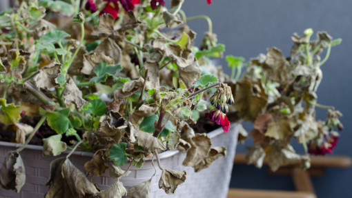 Choroby i szkodniki pelargonii | Objawy, zwalczanie i zapobieganie