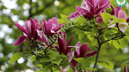 Magnolia purpurowa ‘Nigra’