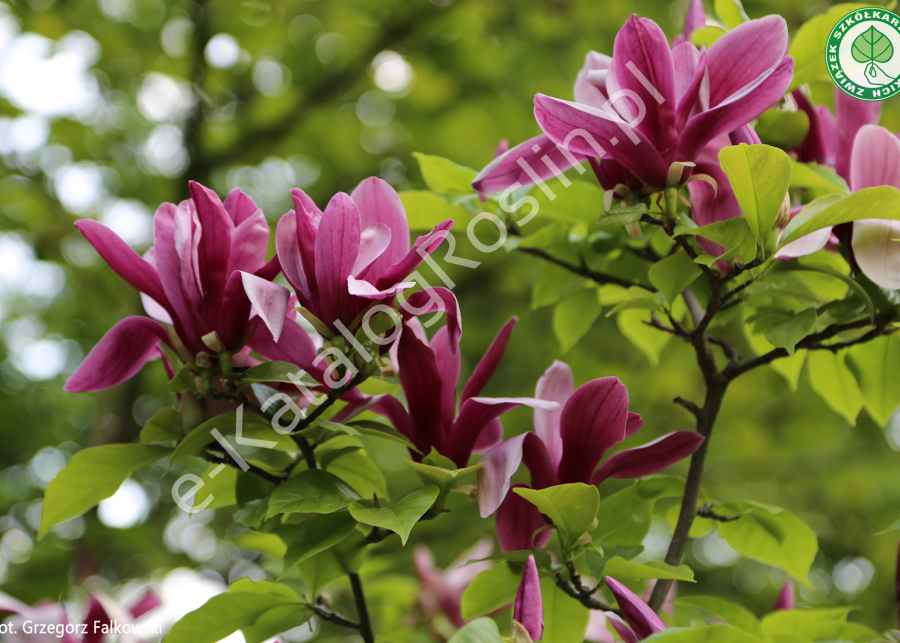 magnolia purpurowa Magnolia liliiflora Nigra Fot. Grzegorz Falkowski ZSzP