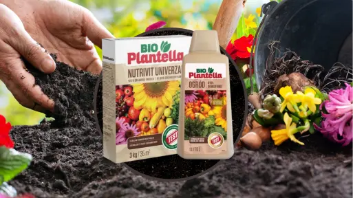Zdrowe rośliny bez chemii: Poznaj zalety nawożenia ekologicznego