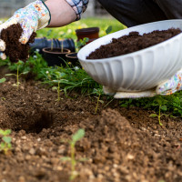 Nawożenie kompostem | Najlepszy naturalny nawóz i polepszacz glebowy za darmo!