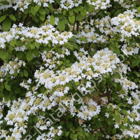 Kalina japońska 'Mariesii'