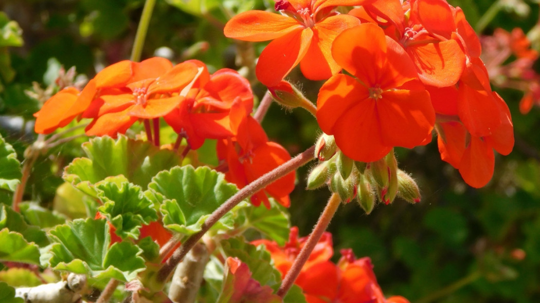 Pelargonia rabatowa pomaranczowa pelargonium hortorum