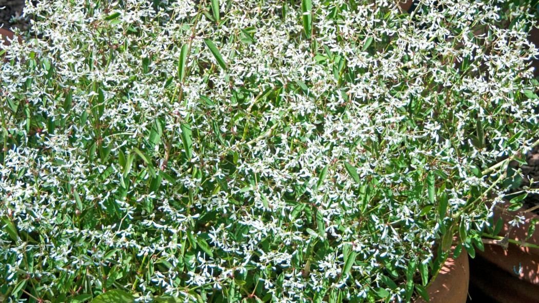 Wilczomlecz dziurawcolistny Euphorbia hypericifolia Diamond Frost