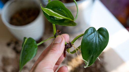 Jak rozmnożyć filodendron? Proste sposoby na uzyskanie nowych roślin!