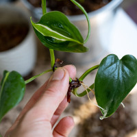 Jak rozmnożyć filodendron? Proste sposoby na uzyskanie nowych roślin!