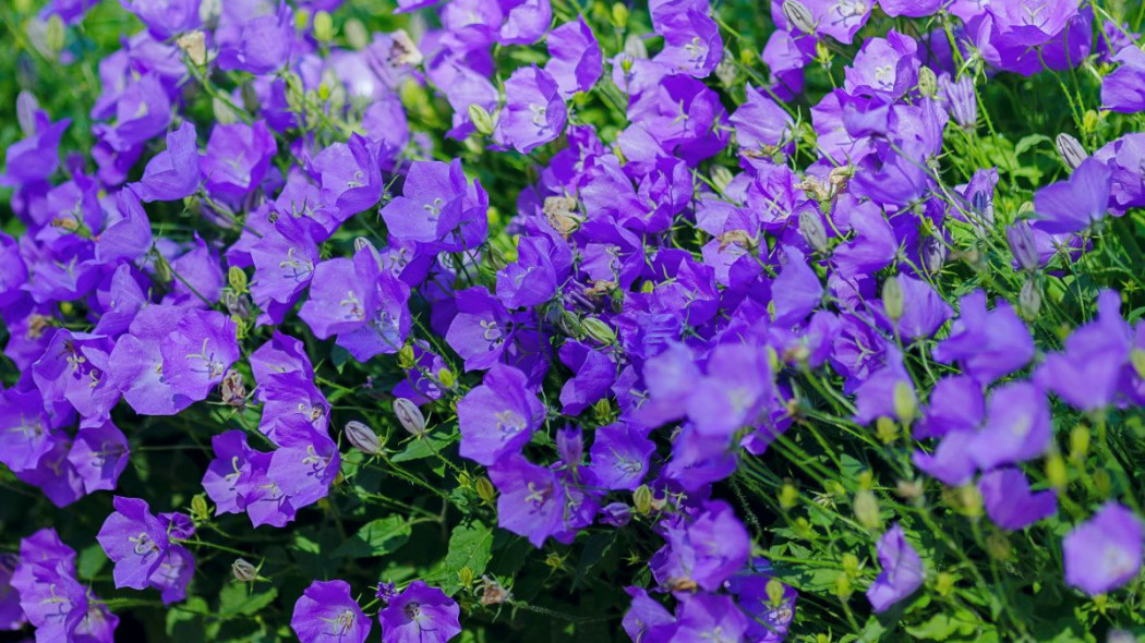 Campanula carpatica