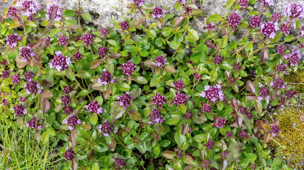 Macierzanka zwyczajna Thymus pulegioides