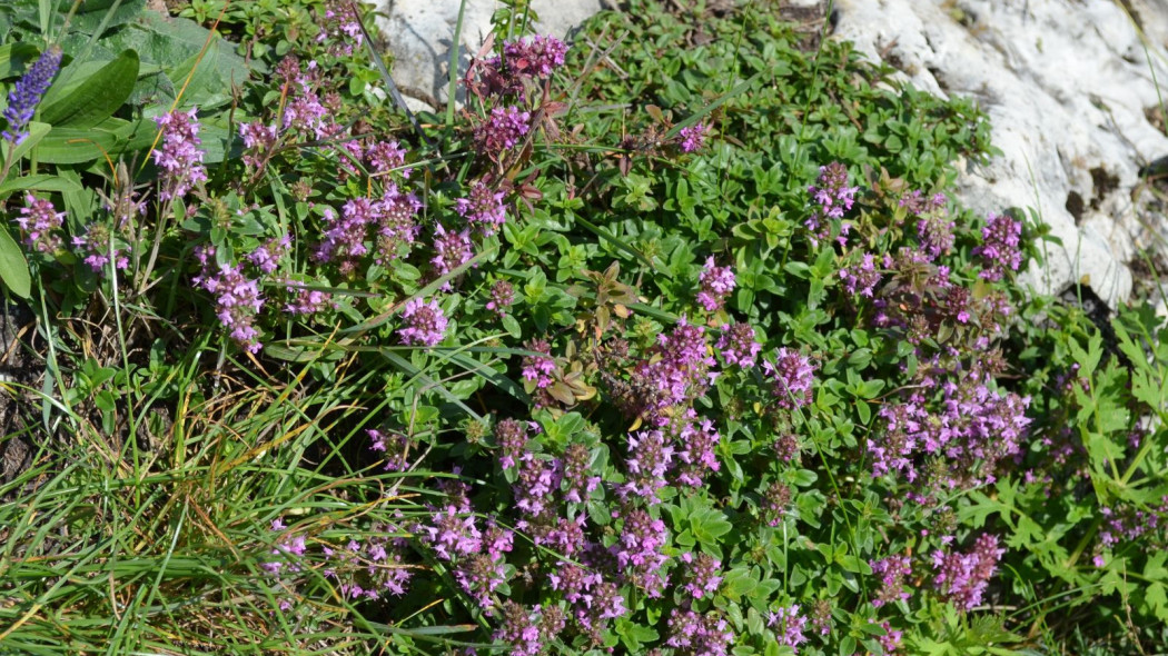 Macierzanka zwyczajna Thymus pulegioides