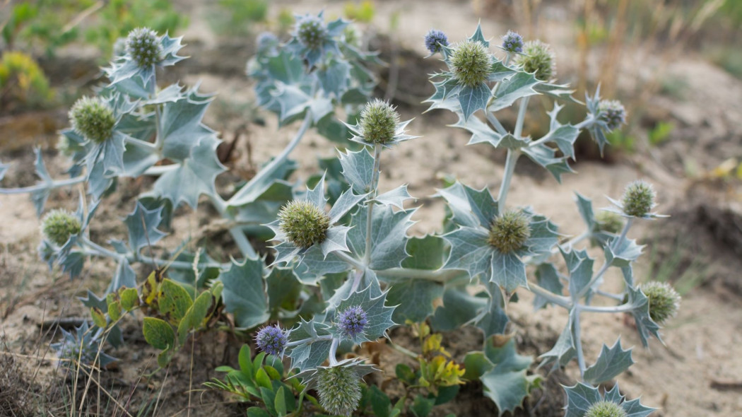 Mikolajek nadmorski Eryngium maritimum