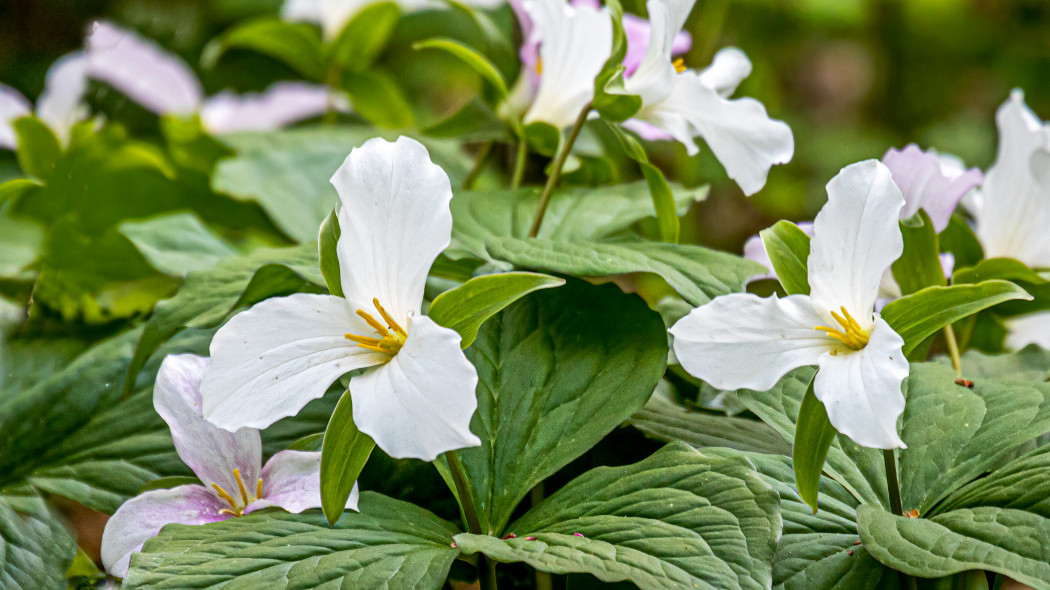 Trojlist wielkokwiatowy Trillium grandiflorum