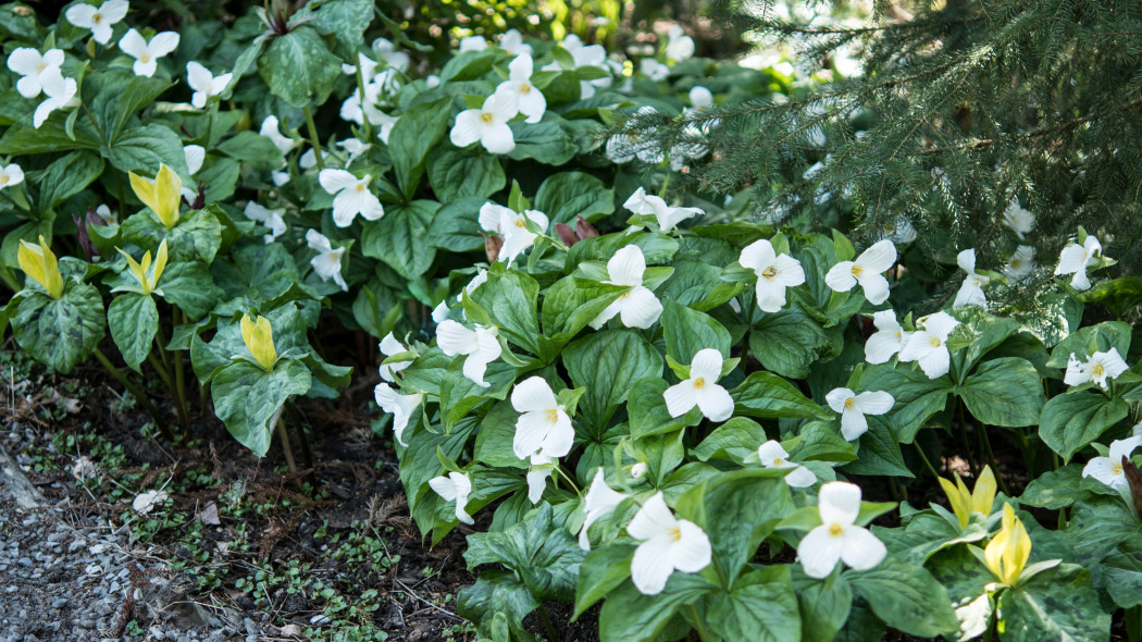 Trojlist wielkokwiatowy Trillium grandiflorum