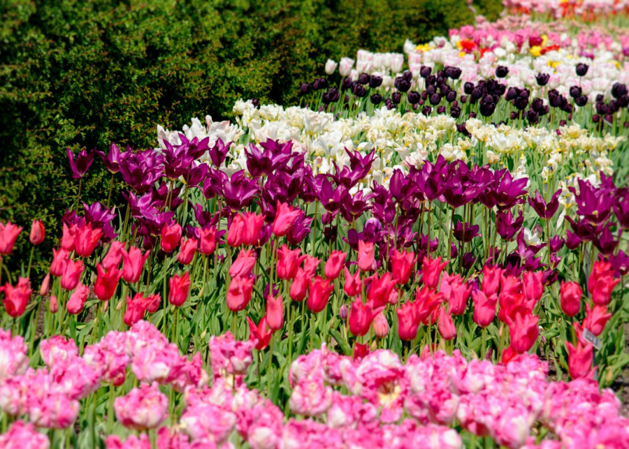 Rodzaje tulipanow