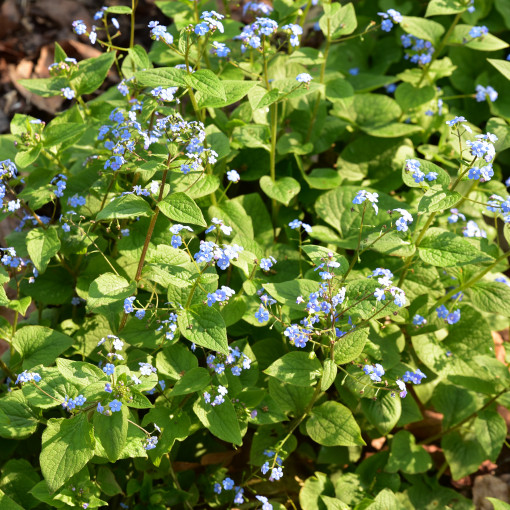 Brunera wielkolistna / Brunnera