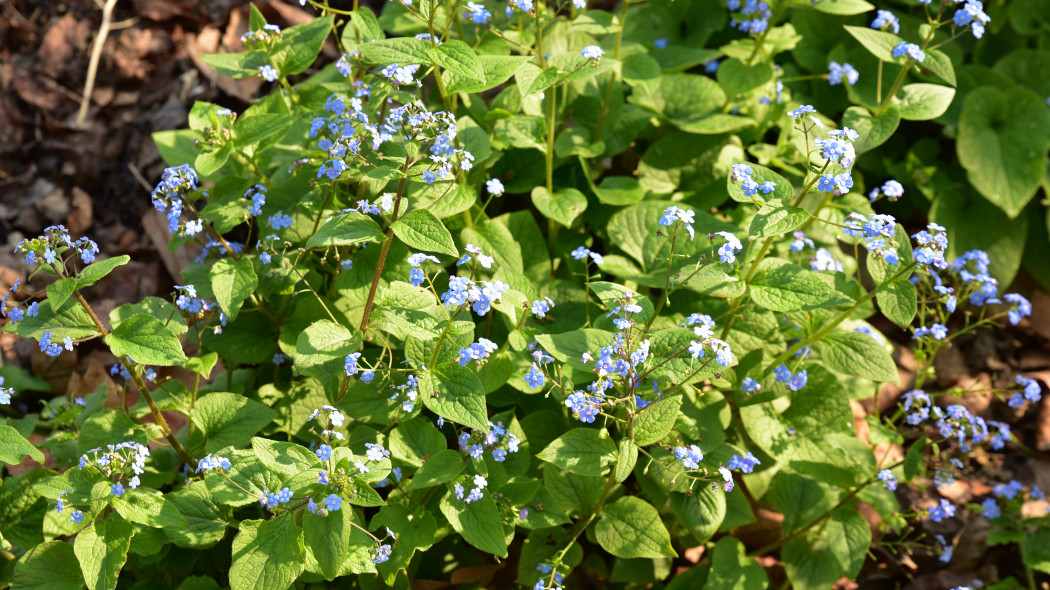 Brunera Brunnera macrophylla