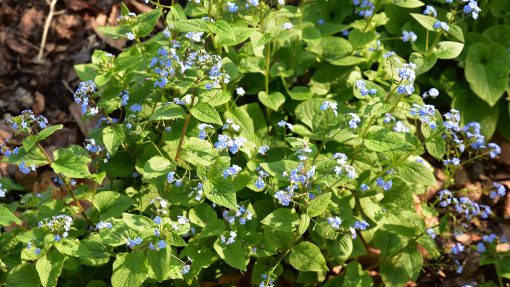 Brunera wielkolistna / Brunnera