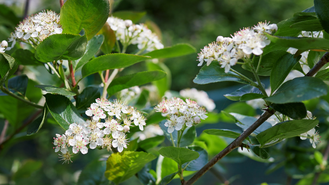 Aronia czarna kwiaty