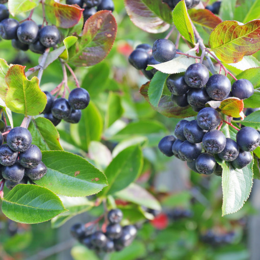 Aronia czarna