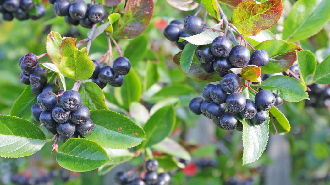 Aronia czarna z owocami