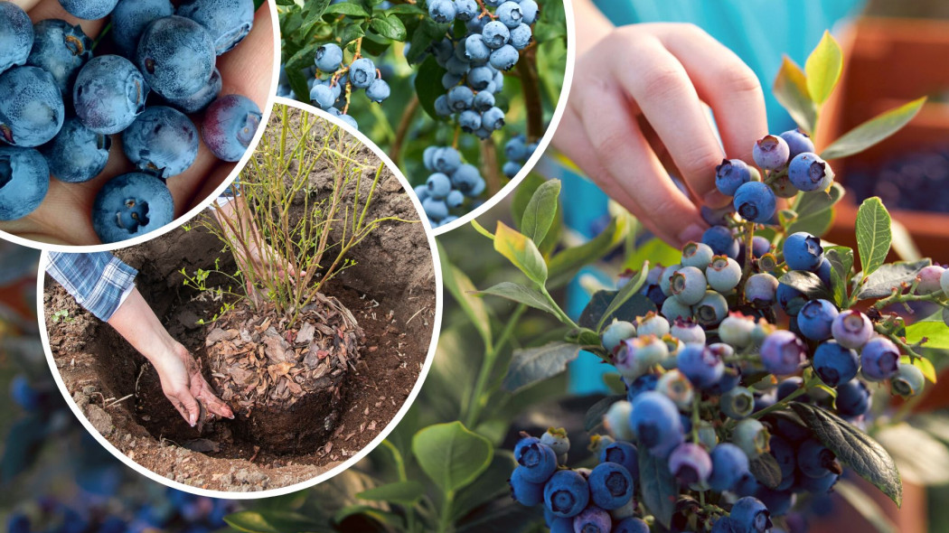 Uprawa borowki amerykanskiej wysokiej w ogrodzie plantacja