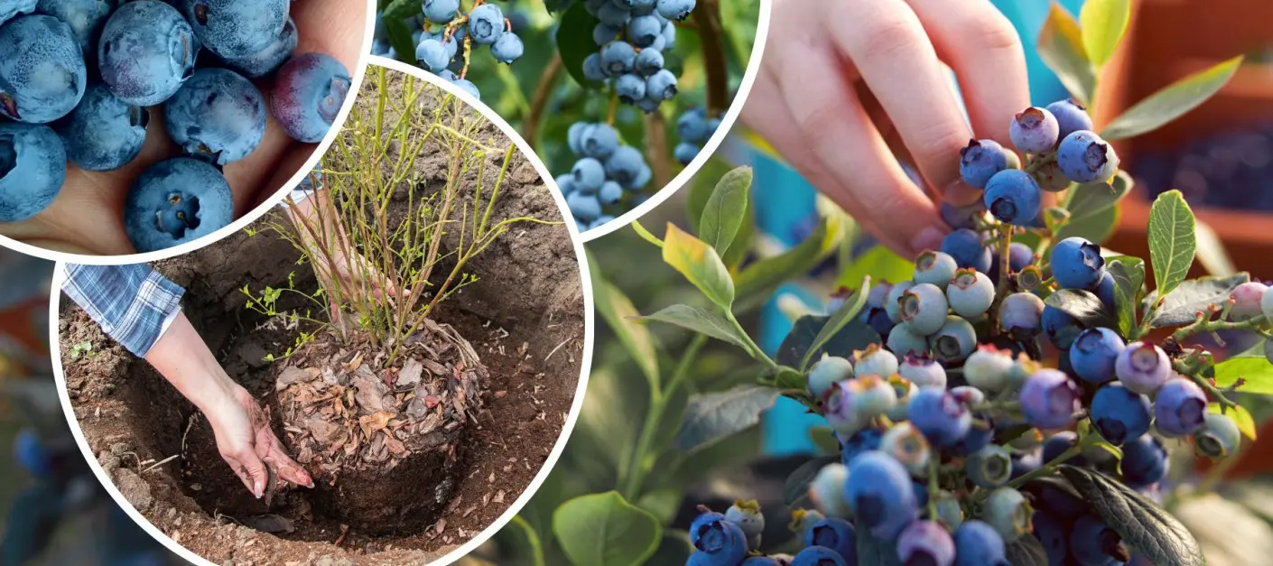 Uprawa borowki amerykanskiej wysokiej w ogrodzie plantacja, AdobeStock