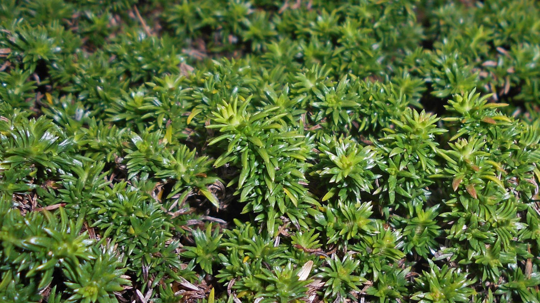 Phlox covillei floks sniezny liscie