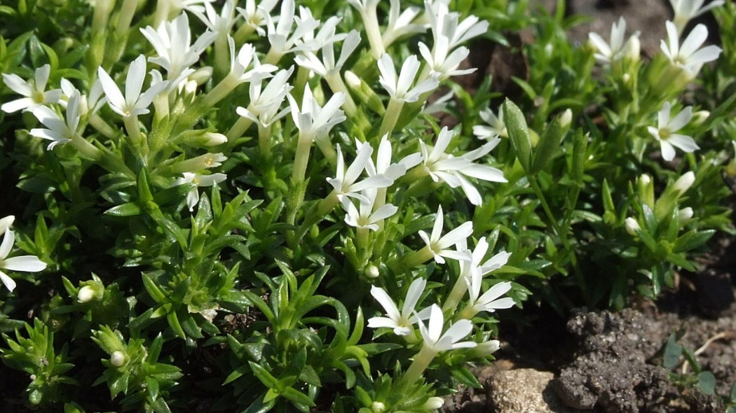 Phlox covillei floks sniezny