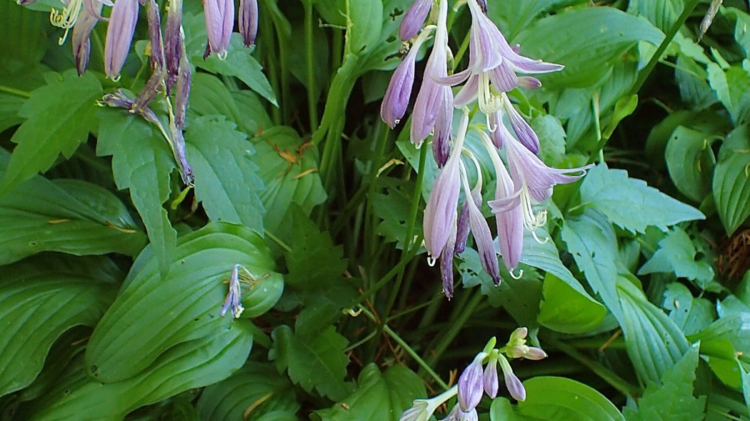 Hosta sieboldii funkia Siebolda