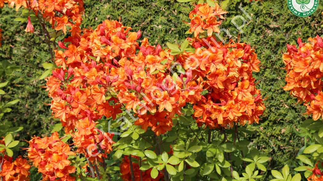 azalia Rhododendron Glowing Embers Fot. Grzegorz Falkowski ZSzP