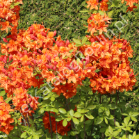 Azalia 'Glowing Embers'