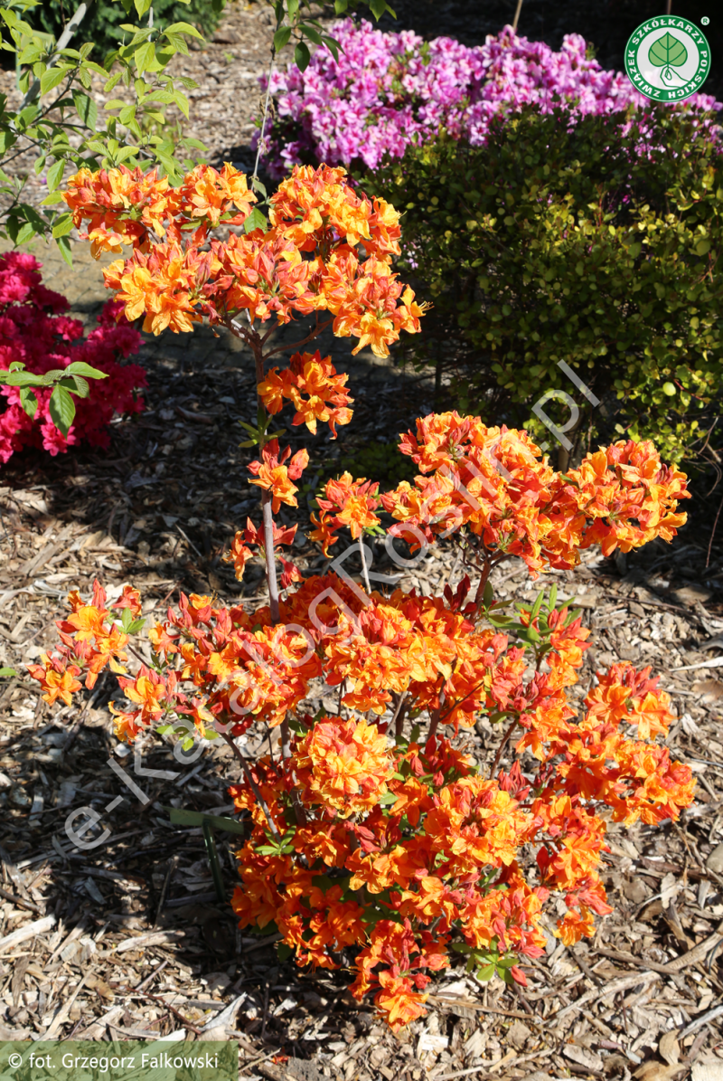 azalia Rhododendron Glowing Embers