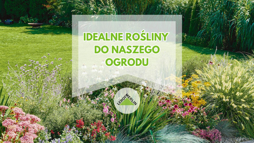 Idealne rośliny do naszego ogrodu